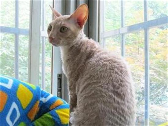 柯尼斯卷毛猫好养吗