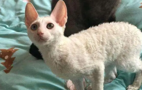 手把手教你如何选购柯尼斯卷毛猫，有兴趣就来看看吧