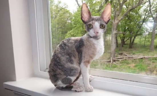 柯尼斯卷毛猫腹泻怎么办？来这里看看吧