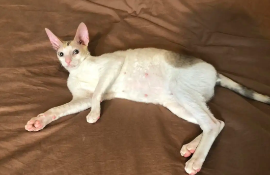 喂养柯尼斯卷毛猫的方法，你们有人知道吗？