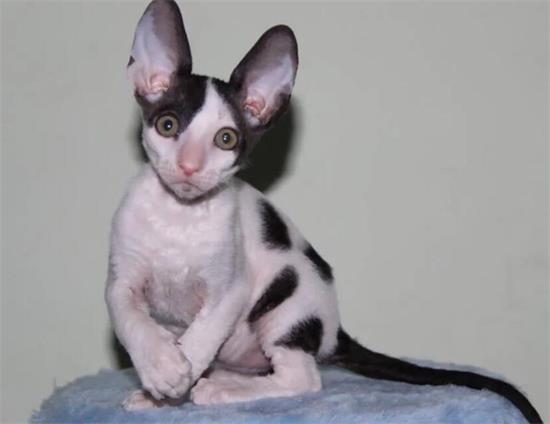 教会柯尼斯卷毛猫与其他动物相处,猫猫训练!