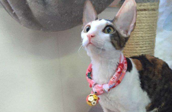 柯尼斯卷毛猫的选购技巧