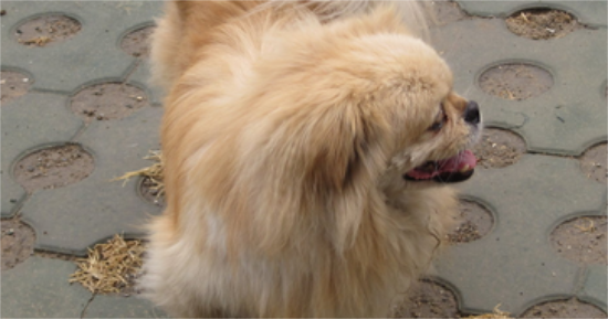 西藏猎犬该怎么喂养