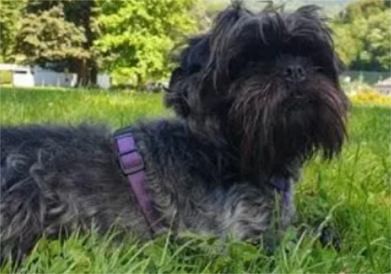 猴面犬好养吗 注意毛发的护理