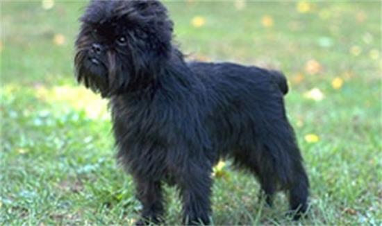 猴面犬的形态特征，有个性忠诚犬