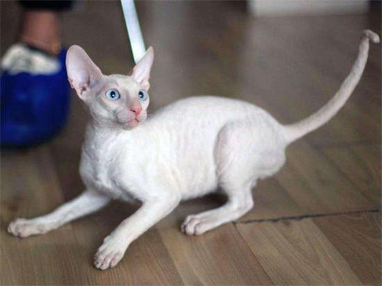 柯尼斯卷毛猫寿命多久