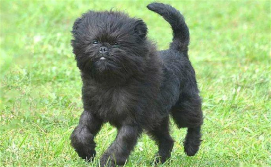 猴面犬怎么选 根据外貌特征来选择