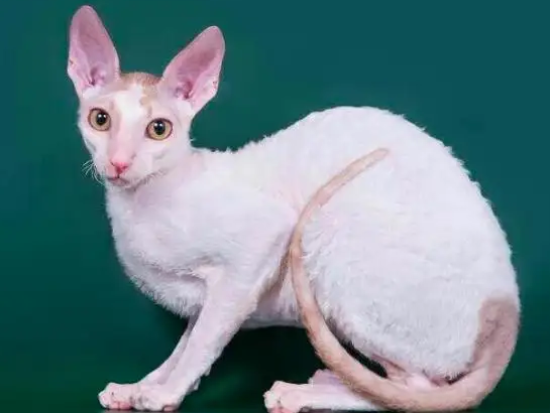 想让柯尼斯卷毛猫言听计从，这些训练法你掌握了吗？
