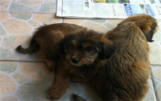 怎么判断猴面犬得了什么病