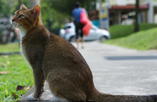 想让新加坡猫乖乖吃饭难吗？学会这些方法就可以啦~