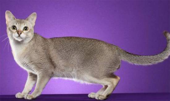 新加坡猫吃什么？该喂一些什么比较好？