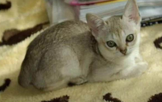 新加坡猫有哪些选购技巧