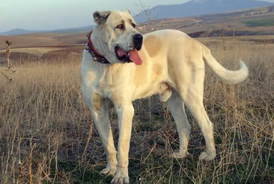 安娜图牧羊犬好养吗？养狗需要提前做好准备