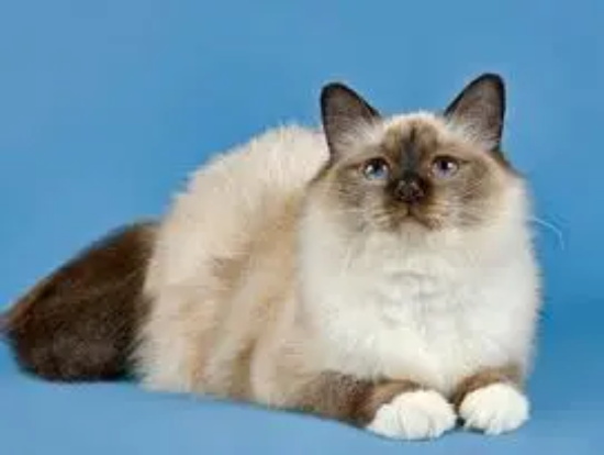 欧洲缅甸猫皮霉菌病怎么治疗？猫友可以瞧瞧~