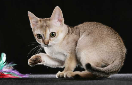 新加坡猫随地大小便的5大原因，你们知道吗？