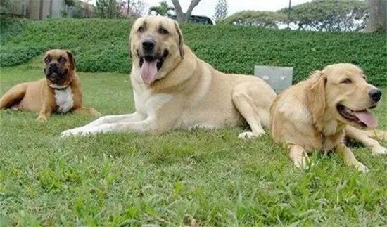 安娜图牧羊犬一天吃几顿