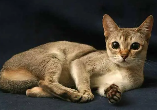 怎样训练新加坡猫睡在窝里？铲屎官快学习一下！.jpg