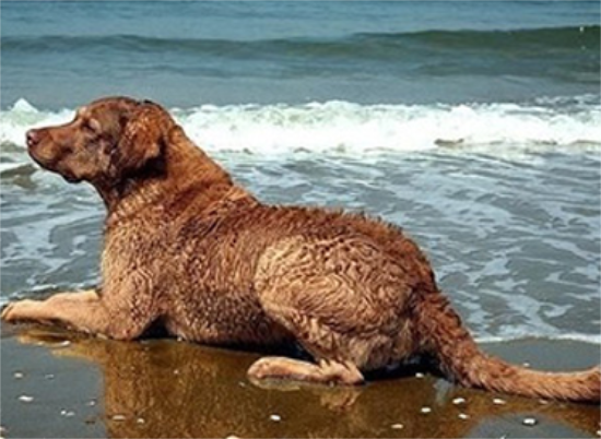 如何训练乞沙比克猎犬游泳？来这里看看吧