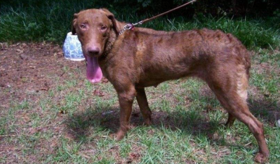 乞沙比克猎犬的饲养要点有哪些