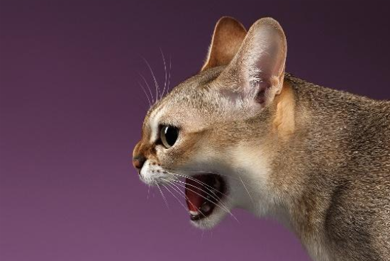 新加坡猫鼠疫有什么症状？来了解一下吧