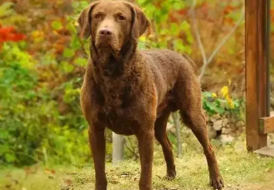 不知道乞沙比克猎犬怎么消除泪痕？看这里