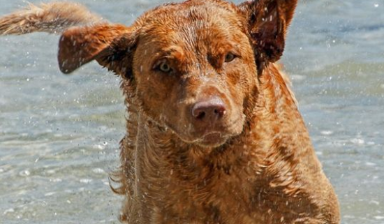 乞沙比克猎犬口腔怎么护理？试试这些方法