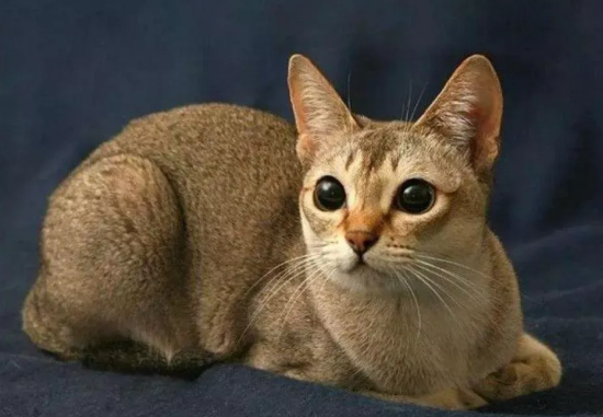 新加坡猫会不会跳环，取决于你会不会训练！