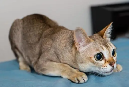 新加坡猫得了传染性鼻气管炎，这样治就对了！