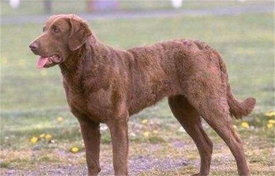 今日分享：乞沙比克猎犬听话训练
