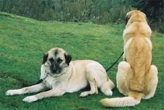 今日科普：安娜图牧羊犬的喂食要点是什么？