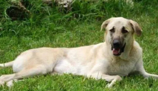 安娜图牧羊犬的形态特征 表情显得聪明伶俐