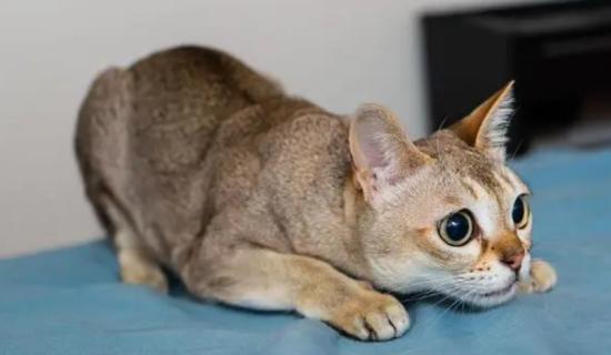 如何判断新加坡猫健康？主人来看看吧