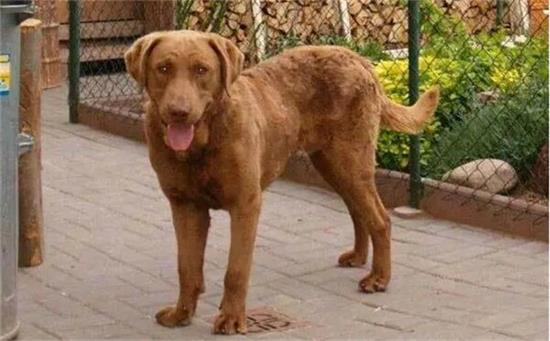 乞沙比克猎犬得了细小怎么治疗？医生支招→