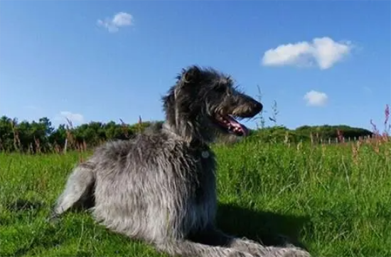 苏格兰猎鹿犬发抖怎么回事？主人来看看吧