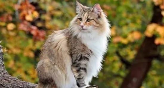 缅因猫和猞猁的区别
