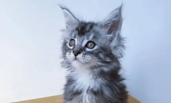 缅因猫幼猫一只多少钱