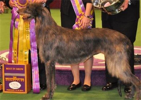 养苏格兰猎鹿犬注意事项