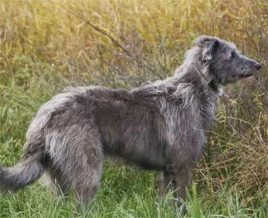 宠主科普：苏格兰猎鹿犬发烧有什么症状？