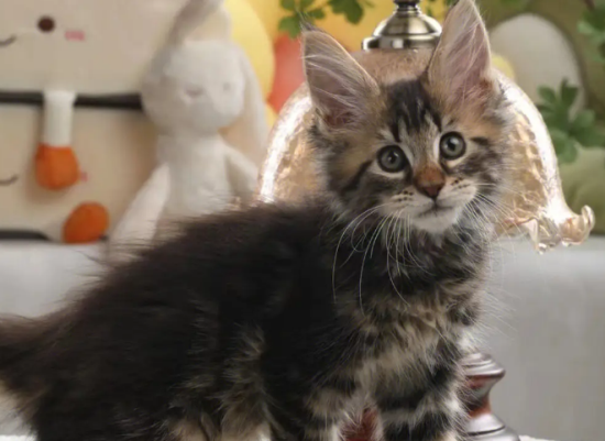 缅因猫幼崽多少钱一只