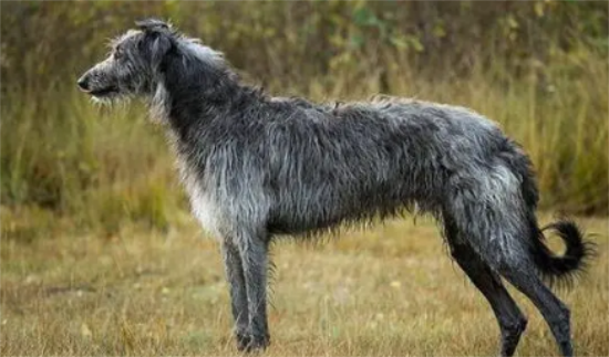 苏格兰猎鹿犬乱吃东西怎么办 ，训练苏格兰猎鹿犬不乱吃有哪些方法呢？
