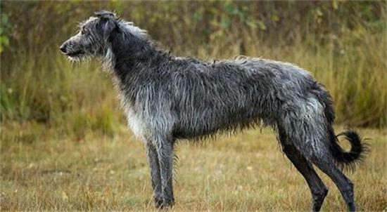 如何挑选到理想的苏格兰猎鹿犬？本篇文章让你远离上当受骗