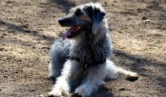 训练苏格兰猎鹿犬感谢的方法，可以get一下哈~