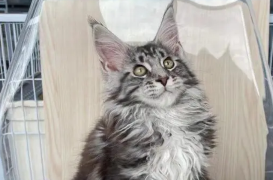 缅因猫价格一览表2023