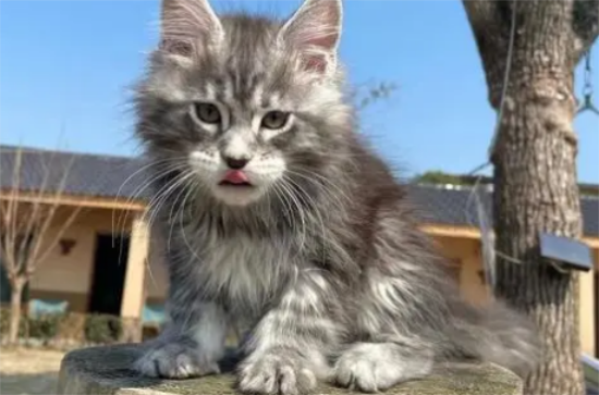 给缅因猫为什么吃有益健康？
