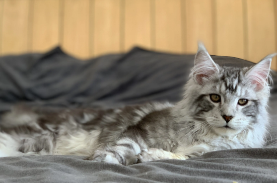 中国可以养缅因猫吗