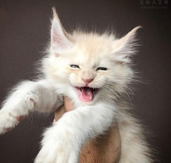 缅因猫小时候和普通猫对比