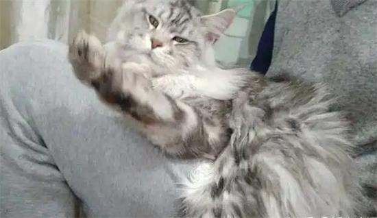 银虎斑缅因猫怎么样