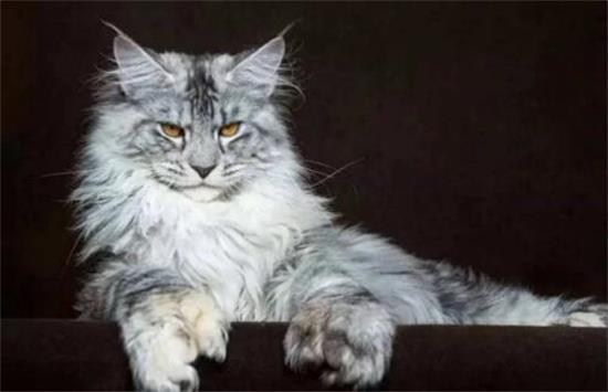 缅因猫眼睛什么颜色最好