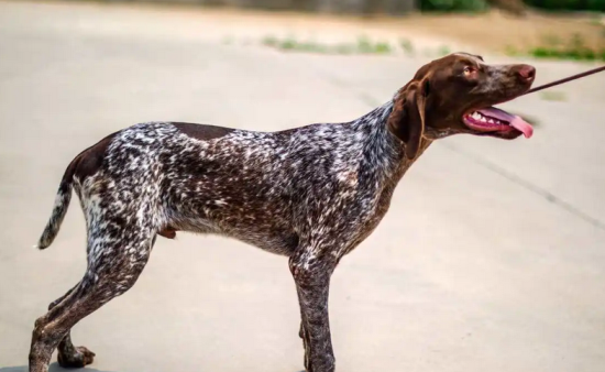 波音达猎犬怎么修剪指甲？现在就来教你！