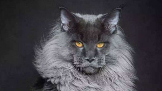缅因猫好养活吗